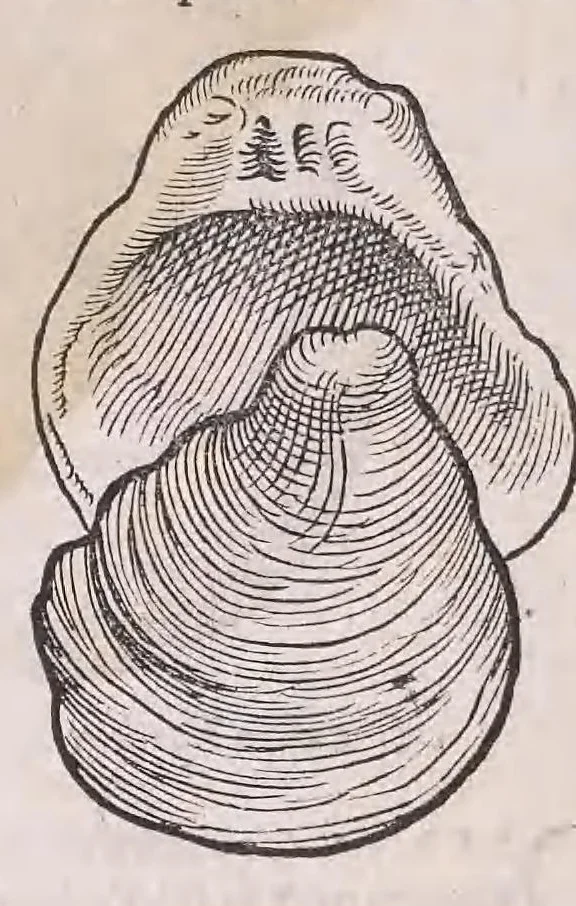 An illustration from Conr. Gesneri Tigurini medicinæ et philosophiae professoris in Schola Tigurina, Historiæ animalium liber II : qui est de quadrupedibus ouiparis, 1586, leaf 594
