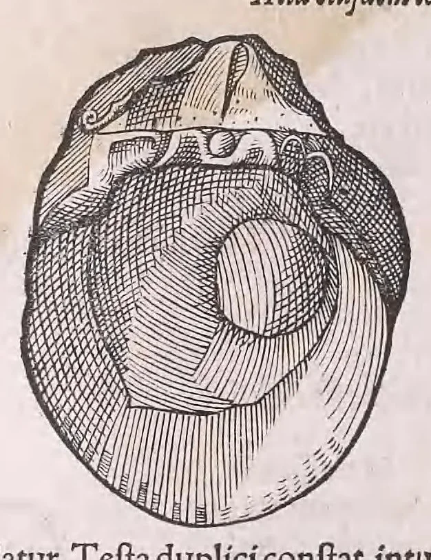 An illustration from Conr. Gesneri Tigurini medicinæ et philosophiae professoris in Schola Tigurina, Historiæ animalium liber II : qui est de quadrupedibus ouiparis, 1586, leaf 594