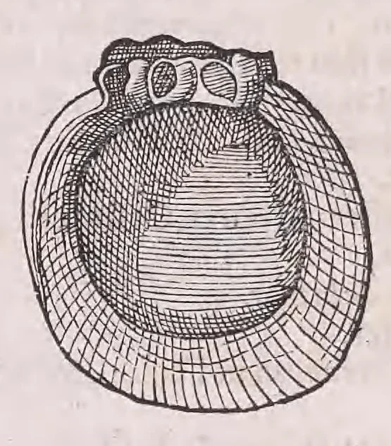 An illustration from Conr. Gesneri Tigurini medicinæ et philosophiae professoris in Schola Tigurina, Historiæ animalium liber II : qui est de quadrupedibus ouiparis, 1586, leaf 594