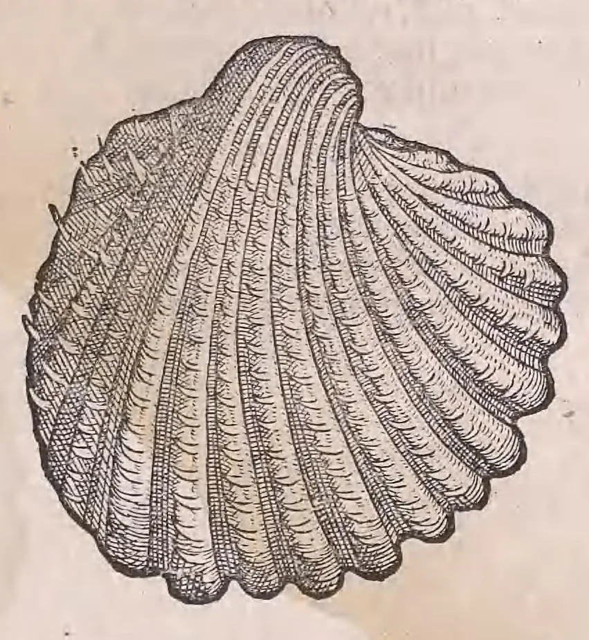 An illustration from Conr. Gesneri Tigurini medicinæ et philosophiae professoris in Schola Tigurina, Historiæ animalium liber II : qui est de quadrupedibus ouiparis, 1586, leaf 603