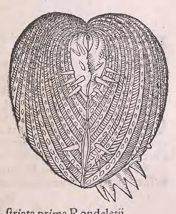 An illustration from Conr. Gesneri Tigurini medicinæ et philosophiae professoris in Schola Tigurina, Historiæ animalium liber II : qui est de quadrupedibus ouiparis, 1586, leaf 603