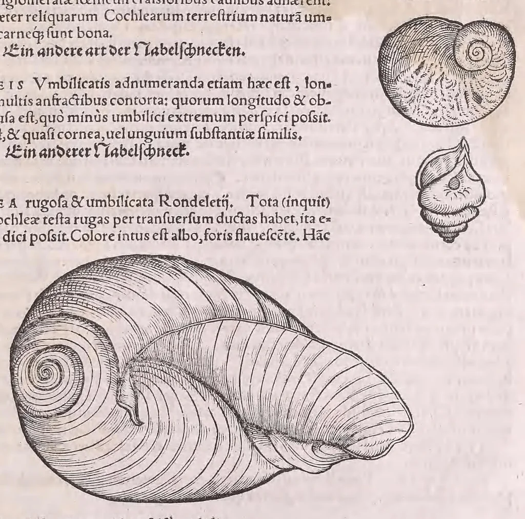 An illustration from Conr. Gesneri Tigurini medicinæ et philosophiae professoris in Schola Tigurina, Historiæ animalium liber II : qui est de quadrupedibus ouiparis, 1586, leaf 621