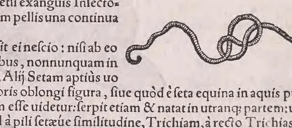 An illustration from Conr. Gesneri Tigurini medicinæ et philosophiae professoris in Schola Tigurina, Historiæ animalium liber II : qui est de quadrupedibus ouiparis, 1586, leaf 718
