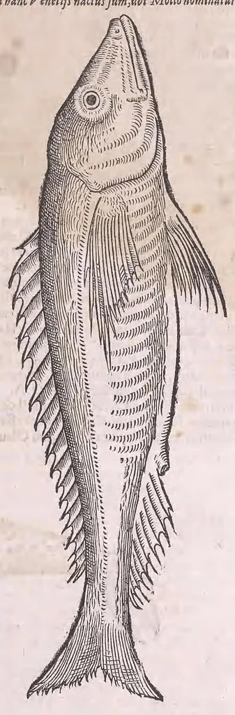 An illustration from Conr. Gesneri Tigurini medicinæ et philosophiae professoris in Schola Tigurina, Historiæ animalium liber II : qui est de quadrupedibus ouiparis, 1586, leaf 733