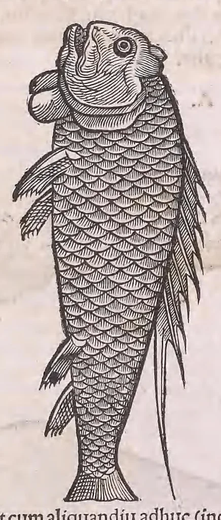 An illustration from Conr. Gesneri Tigurini medicinæ et philosophiae professoris in Schola Tigurina, Historiæ animalium liber II : qui est de quadrupedibus ouiparis, 1586, leaf 733
