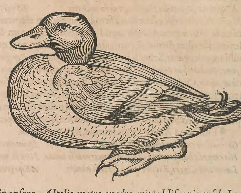 An illustration from Conr. Gesneri Tigurini, medicinae et philosophiae professoris in Schola Tigurina, Historiae animalium liber III : qui est De auium natura, 1585, leaf 111