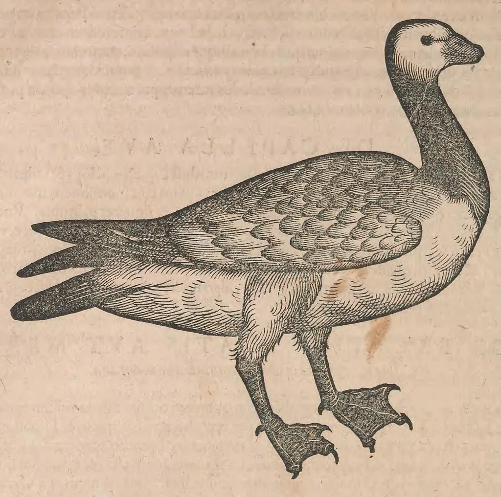 An illustration from Conr. Gesneri Tigurini, medicinae et philosophiae professoris in Schola Tigurina, Historiae animalium liber III : qui est De auium natura, 1585, leaf 125