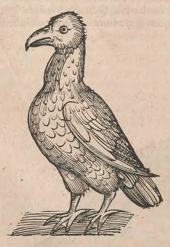 An illustration from Conr. Gesneri Tigurini, medicinae et philosophiae professoris in Schola Tigurina, Historiae animalium liber III : qui est De auium natura, 1585, leaf 127