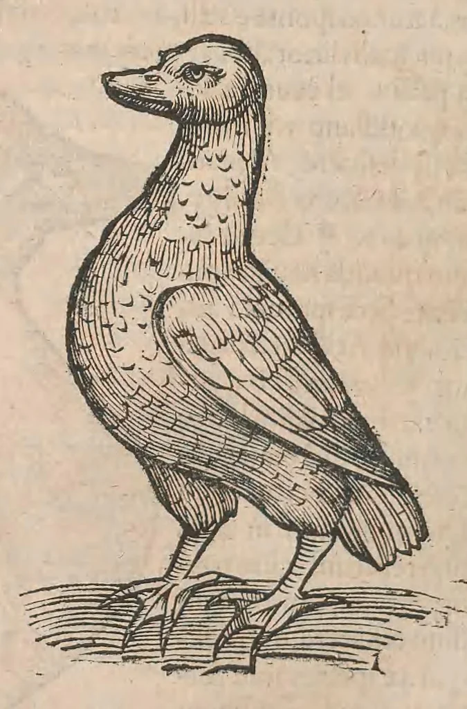 An illustration from Conr. Gesneri Tigurini, medicinae et philosophiae professoris in Schola Tigurina, Historiae animalium liber III : qui est De auium natura, 1585, leaf 127