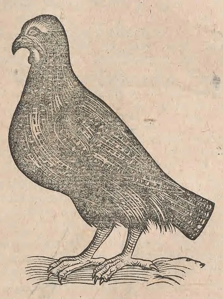 An illustration from Conr. Gesneri Tigurini, medicinae et philosophiae professoris in Schola Tigurina, Historiae animalium liber III : qui est De auium natura, 1585, leaf 246