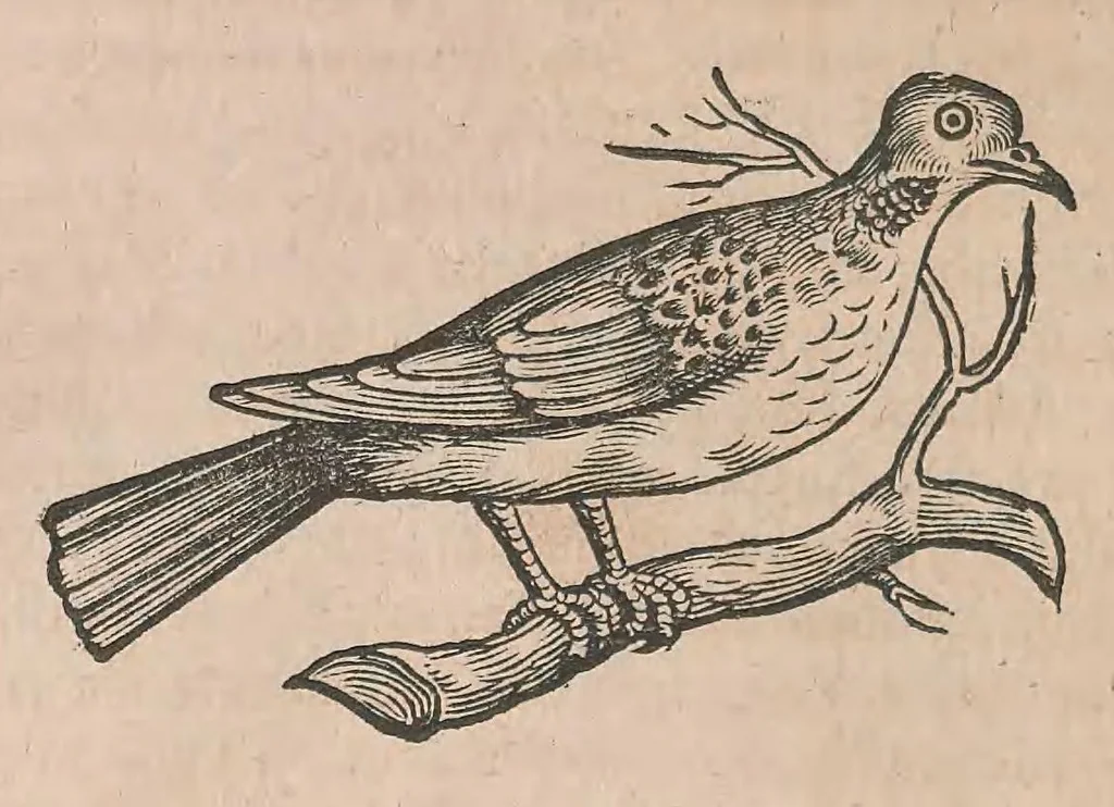 An illustration from Conr. Gesneri Tigurini, medicinae et philosophiae professoris in Schola Tigurina, Historiae animalium liber III : qui est De auium natura, 1585, leaf 327