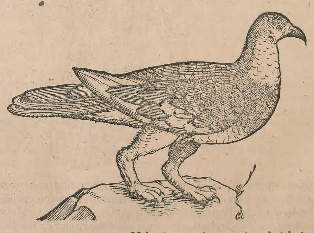 An illustration from Conr. Gesneri Tigurini, medicinae et philosophiae professoris in Schola Tigurina, Historiae animalium liber III : qui est De auium natura, 1585, leaf 591