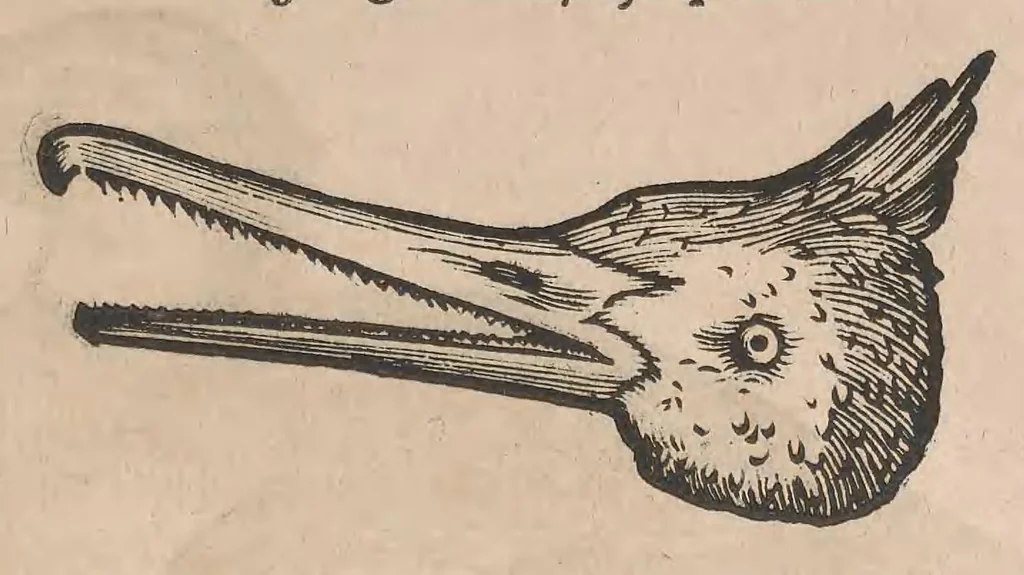 An illustration from Conr. Gesneri Tigurini, medicinae et philosophiae professoris in Schola Tigurina, Historiae animalium liber II : qui est De quadrupedibus ouiparis, 1586, leaf 279