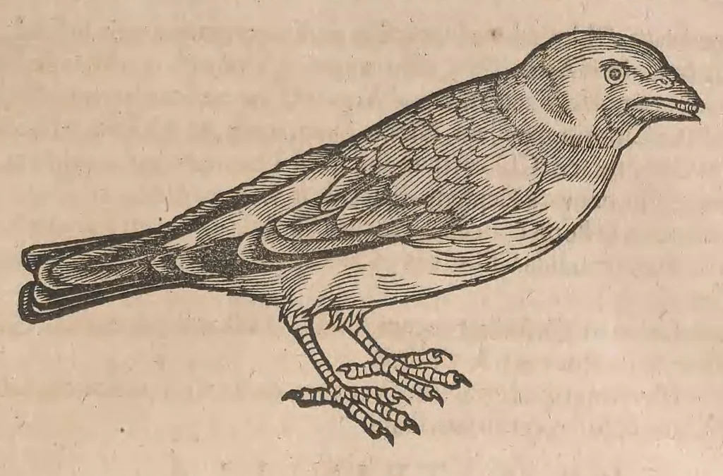 An illustration from Conr. Gesneri Tigurini, medicinae et philosophiae professoris in Schola Tigurina, Historiae animalium liber II : qui est De quadrupedibus ouiparis, 1586, leaf 401