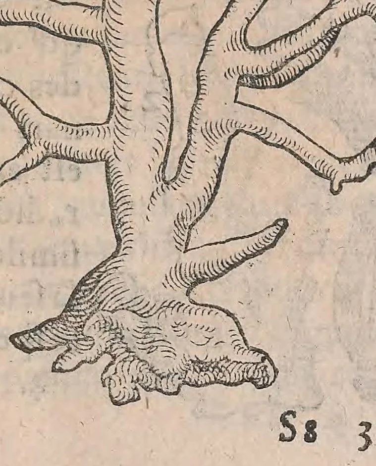 An illustration from Conradi Gesneri De rerum fossilium, lapidum et gemmarum maximè, figuris & similitudinibus liber : non solùm medicis, sed omnibus rerum naturae ac philologiae studiosis, vtilis & iucundus futurus, 1565, leaf 279