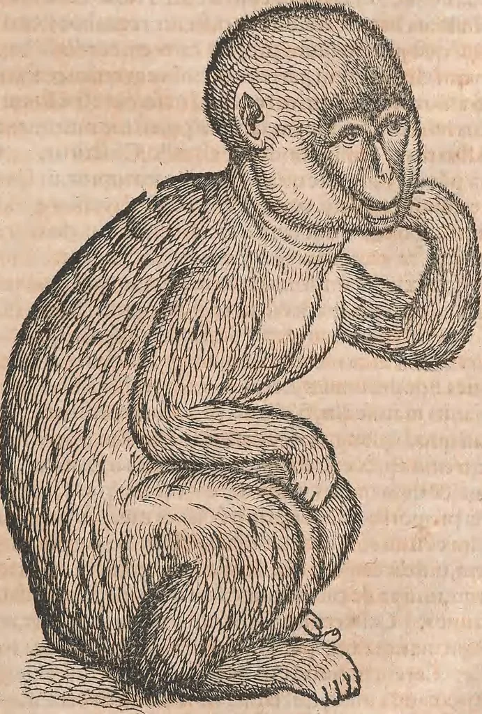 An illustration from Conradi Gesneri medici Tigurini Historiæ animalium Lib. I. de quadrupedibus uiuiparis : opus philosophis, medicis, grammaticis, philologis, poëtis, & omnibus rerum linguarumq́; uariarum studiosis, utilissimum simul iucundissimumq́; futurum .., 1551, leaf 1000