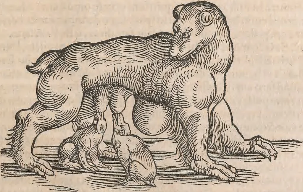 An illustration from Conradi Gesneri medici Tigurini Historiæ animalium Lib. I. de quadrupedibus uiuiparis : opus philosophis, medicis, grammaticis, philologis, poëtis, & omnibus rerum linguarumq́; uariarum studiosis, utilissimum simul iucundissimumq́; futurum .., 1551, leaf 1024