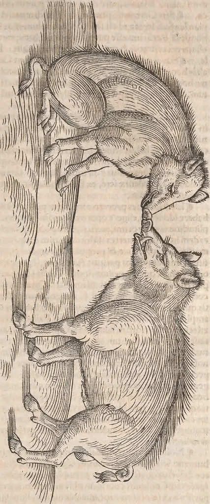 An illustration from Conradi Gesneri medici Tigurini Historiæ animalium Lib. I. de quadrupedibus uiuiparis : opus philosophis, medicis, grammaticis, philologis, poëtis, & omnibus rerum linguarumq́; uariarum studiosis, utilissimum simul iucundissimumq́; futurum .., 1551, leaf 1026