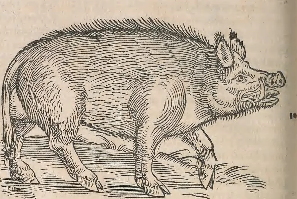 An illustration from Conradi Gesneri medici Tigurini Historiæ animalium Lib. I. de quadrupedibus uiuiparis : opus philosophis, medicis, grammaticis, philologis, poëtis, & omnibus rerum linguarumq́; uariarum studiosis, utilissimum simul iucundissimumq́; futurum .., 1551, leaf 1083