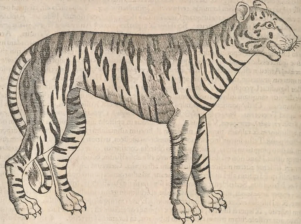 An illustration from Conradi Gesneri medici Tigurini Historiæ animalium Lib. I. de quadrupedibus uiuiparis : opus philosophis, medicis, grammaticis, philologis, poëtis, & omnibus rerum linguarumq́; uariarum studiosis, utilissimum simul iucundissimumq́; futurum .., 1551, leaf 1103