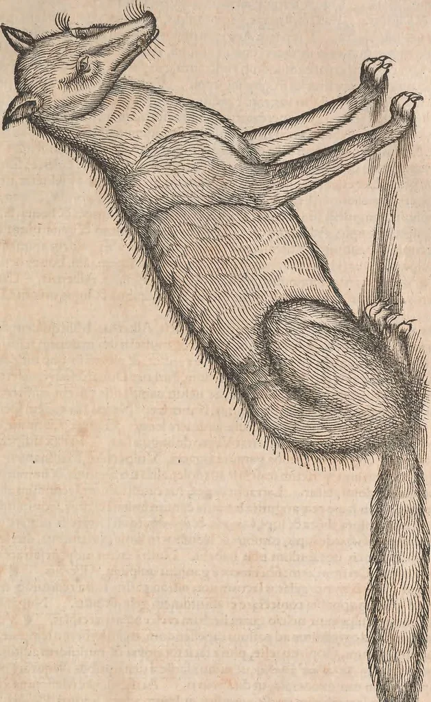 An illustration from Conradi Gesneri medici Tigurini Historiæ animalium Lib. I. de quadrupedibus uiuiparis : opus philosophis, medicis, grammaticis, philologis, poëtis, & omnibus rerum linguarumq́; uariarum studiosis, utilissimum simul iucundissimumq́; futurum .., 1551, leaf 1124