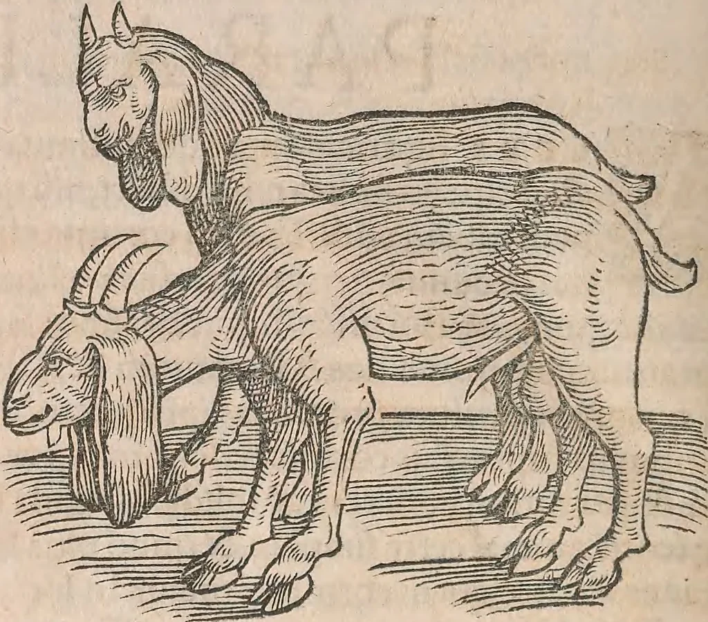 An illustration from Conradi Gesneri medici Tigurini Historiæ animalium Lib. I. de quadrupedibus uiuiparis : opus philosophis, medicis, grammaticis, philologis, poëtis, & omnibus rerum linguarumq́; uariarum studiosis, utilissimum simul iucundissimumq́; futurum .., 1551, leaf 1141