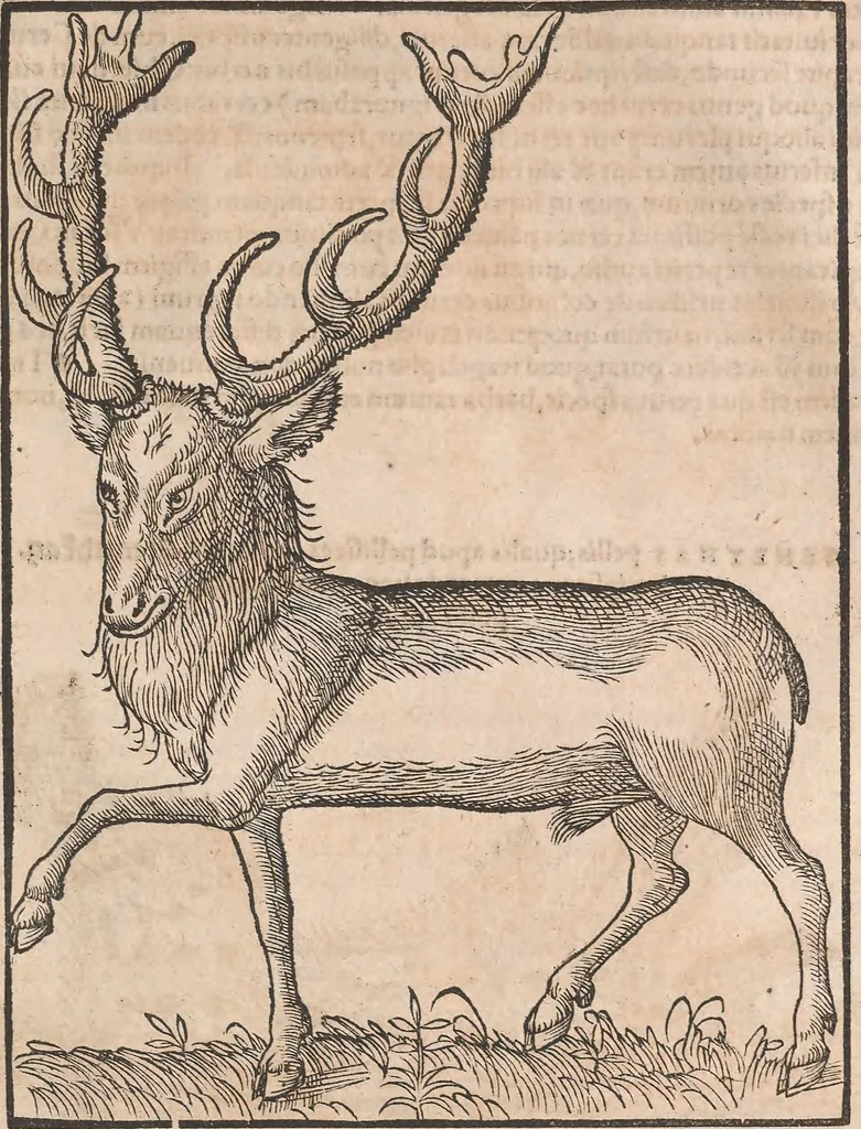 An illustration from Conradi Gesneri medici Tigurini Historiæ animalium Lib. I. de quadrupedibus uiuiparis : opus philosophis, medicis, grammaticis, philologis, poëtis, & omnibus rerum linguarumq́; uariarum studiosis, utilissimum simul iucundissimumq́; futurum .., 1551, leaf 1144