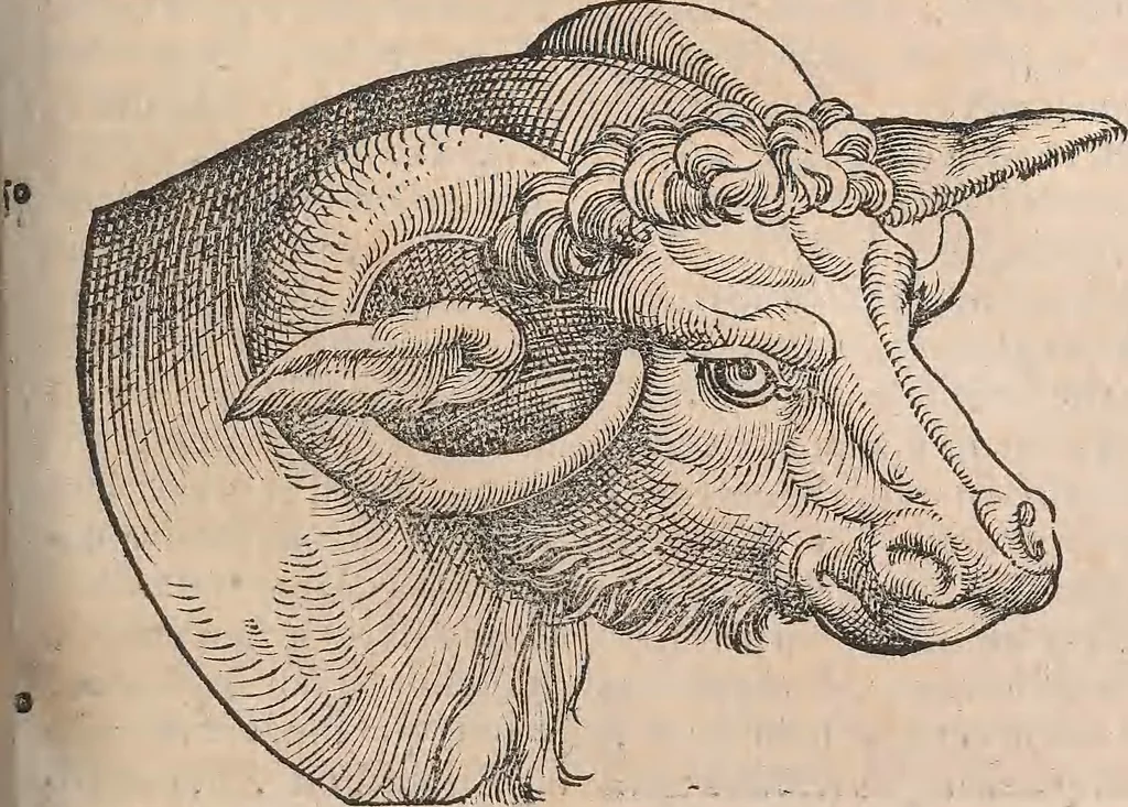 An illustration from Conradi Gesneri medici Tigurini Historiæ animalium Lib. I. de quadrupedibus uiuiparis : opus philosophis, medicis, grammaticis, philologis, poëtis, & omnibus rerum linguarumq́; uariarum studiosis, utilissimum simul iucundissimumq́; futurum .., 1551, leaf 188