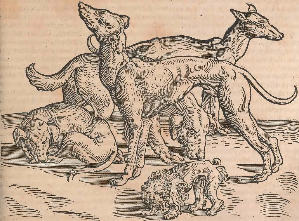 An illustration from Conradi Gesneri medici Tigurini Historiæ animalium Lib. I. de quadrupedibus uiuiparis : opus philosophis, medicis, grammaticis, philologis, poëtis, & omnibus rerum linguarumq́; uariarum studiosis, utilissimum simul iucundissimumq́; futurum .., 1551, leaf 216