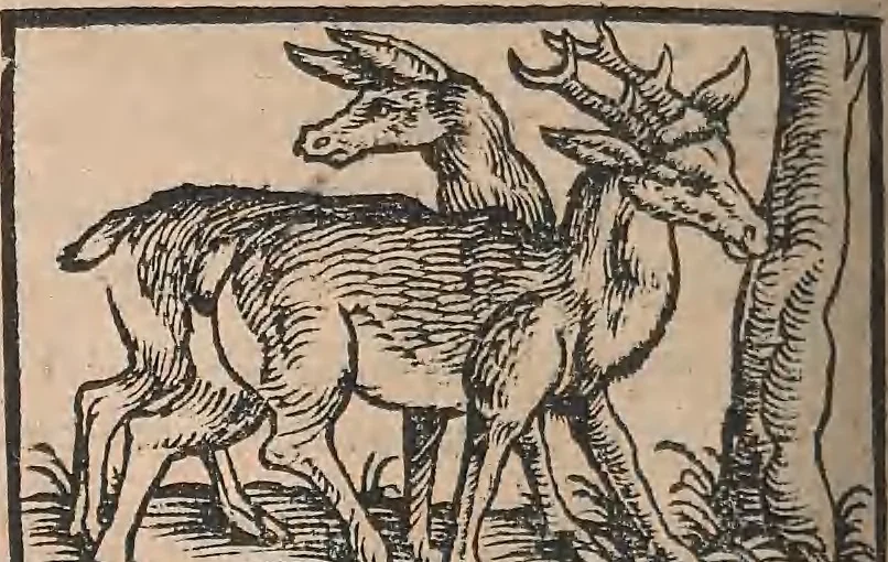 An illustration from Conradi Gesneri medici Tigurini Historiæ animalium Lib. I. de quadrupedibus uiuiparis : opus philosophis, medicis, grammaticis, philologis, poëtis, & omnibus rerum linguarumq́; uariarum studiosis, utilissimum simul iucundissimumq́; futurum .., 1551, leaf 367