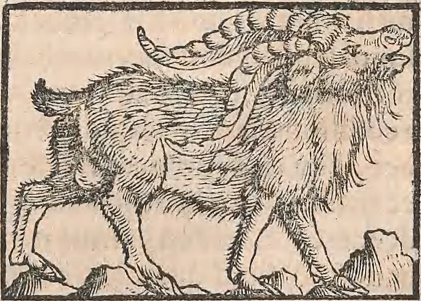 An illustration from Conradi Gesneri medici Tigurini Historiæ animalium Lib. I. de quadrupedibus uiuiparis : opus philosophis, medicis, grammaticis, philologis, poëtis, & omnibus rerum linguarumq́; uariarum studiosis, utilissimum simul iucundissimumq́; futurum .., 1551, leaf 374