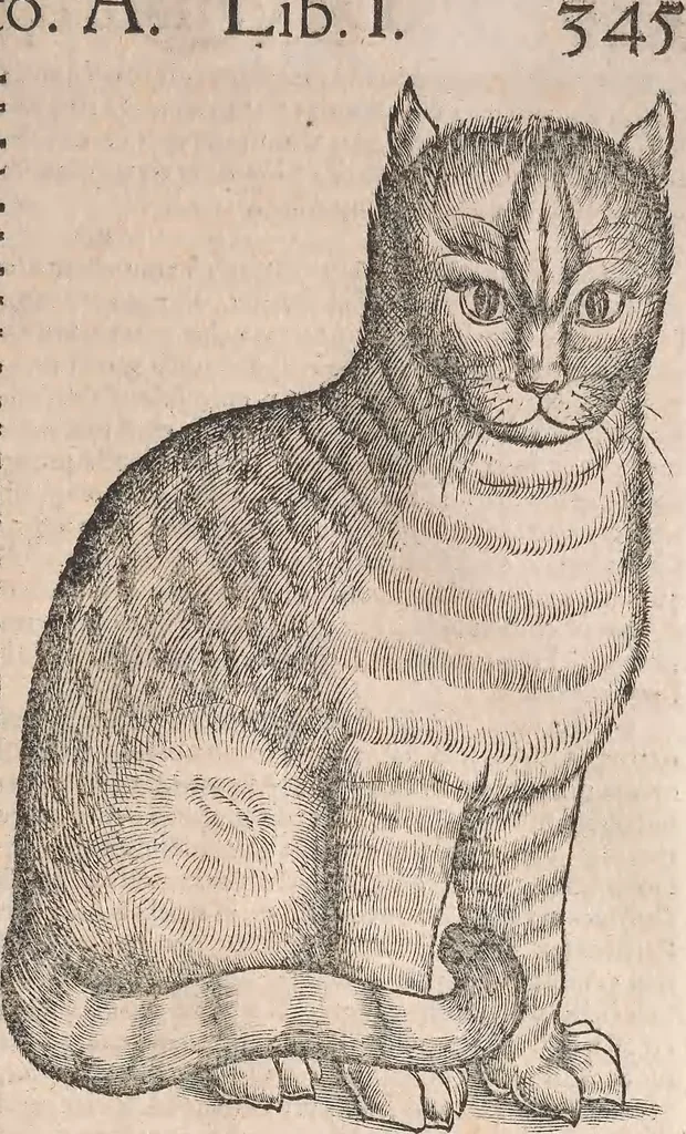 An illustration from Conradi Gesneri medici Tigurini Historiæ animalium Lib. I. de quadrupedibus uiuiparis : opus philosophis, medicis, grammaticis, philologis, poëtis, & omnibus rerum linguarumq́; uariarum studiosis, utilissimum simul iucundissimumq́; futurum .., 1551, leaf 388