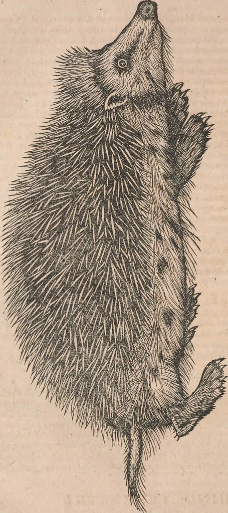 An illustration from Conradi Gesneri medici Tigurini Historiæ animalium Lib. I. de quadrupedibus uiuiparis : opus philosophis, medicis, grammaticis, philologis, poëtis, & omnibus rerum linguarumq́; uariarum studiosis, utilissimum simul iucundissimumq́; futurum .., 1551, leaf 443