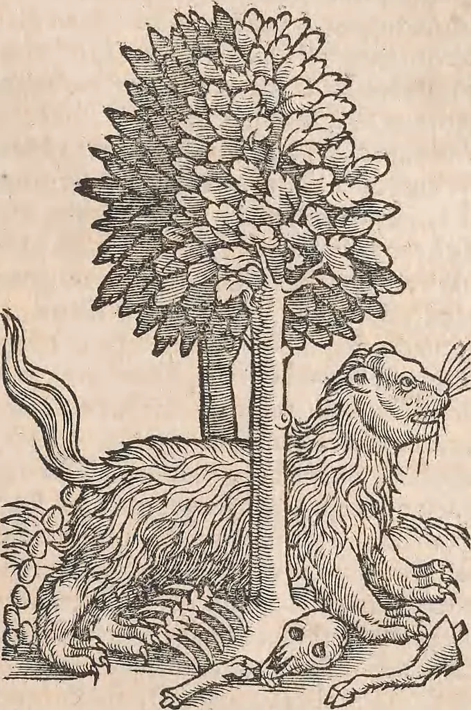 An illustration from Conradi Gesneri medici Tigurini Historiæ animalium Lib. I. de quadrupedibus uiuiparis : opus philosophis, medicis, grammaticis, philologis, poëtis, & omnibus rerum linguarumq́; uariarum studiosis, utilissimum simul iucundissimumq́; futurum .., 1551, leaf 666