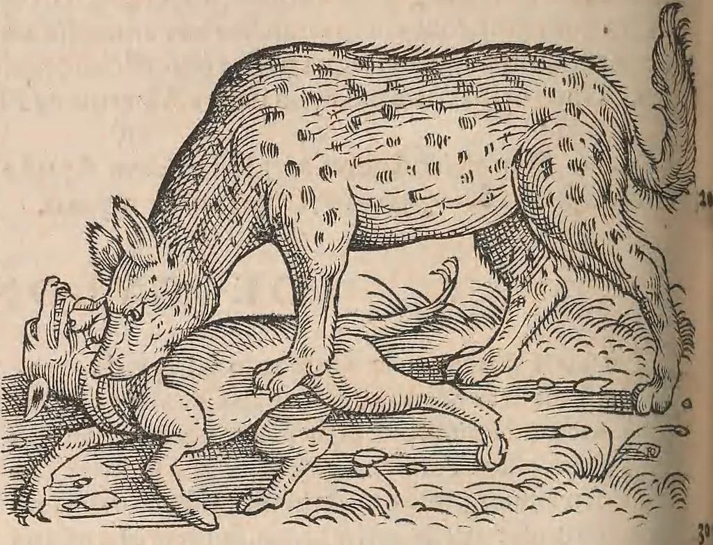 An illustration from Conradi Gesneri medici Tigurini Historiæ animalium Lib. I. de quadrupedibus uiuiparis : opus philosophis, medicis, grammaticis, philologis, poëtis, & omnibus rerum linguarumq́; uariarum studiosis, utilissimum simul iucundissimumq́; futurum .., 1551, leaf 667