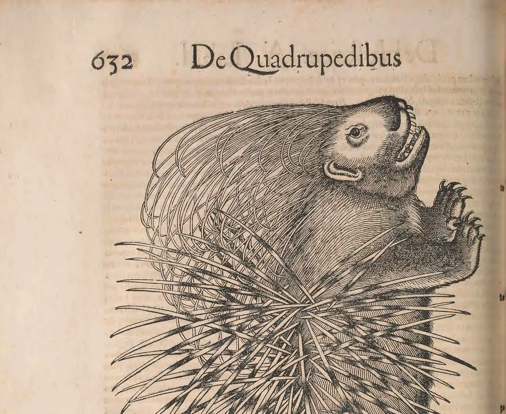 An illustration from Conradi Gesneri medici Tigurini Historiæ animalium Lib. I. de quadrupedibus uiuiparis : opus philosophis, medicis, grammaticis, philologis, poëtis, & omnibus rerum linguarumq́; uariarum studiosis, utilissimum simul iucundissimumq́; futurum .., 1551, leaf 675