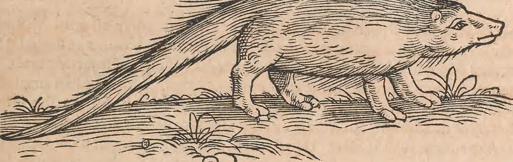 An illustration from Conradi Gesneri medici Tigurini Historiæ animalium Lib. I. de quadrupedibus uiuiparis : opus philosophis, medicis, grammaticis, philologis, poëtis, & omnibus rerum linguarumq́; uariarum studiosis, utilissimum simul iucundissimumq́; futurum .., 1551, leaf 678