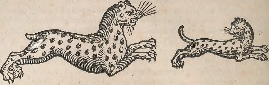 An illustration from Conradi Gesneri medici Tigurini Historiæ animalium Lib. I. de quadrupedibus uiuiparis : opus philosophis, medicis, grammaticis, philologis, poëtis, & omnibus rerum linguarumq́; uariarum studiosis, utilissimum simul iucundissimumq́; futurum .., 1551, leaf 813