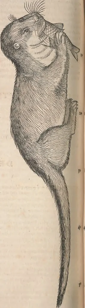 An illustration from Conradi Gesneri medici Tigurini Historiæ animalium Lib. I. de quadrupedibus uiuiparis : opus philosophis, medicis, grammaticis, philologis, poëtis, & omnibus rerum linguarumq́; uariarum studiosis, utilissimum simul iucundissimumq́; futurum .., 1551, leaf 819