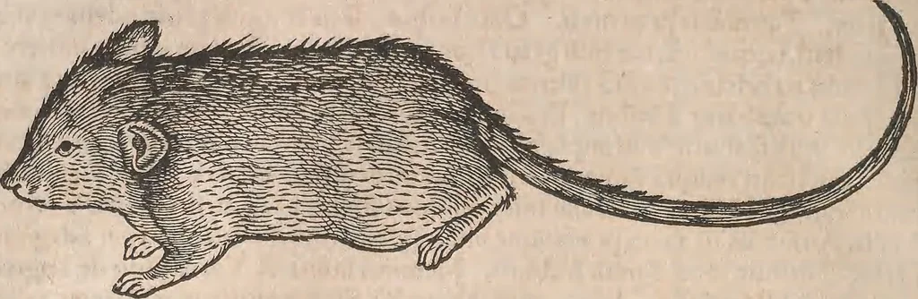 An illustration from Conradi Gesneri medici Tigurini Historiæ animalium Lib. I. de quadrupedibus uiuiparis : opus philosophis, medicis, grammaticis, philologis, poëtis, & omnibus rerum linguarumq́; uariarum studiosis, utilissimum simul iucundissimumq́; futurum .., 1551, leaf 851