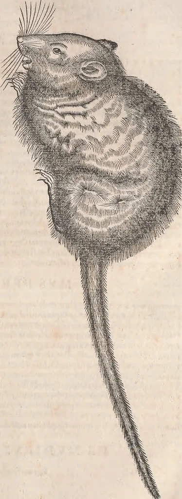 An illustration from Conradi Gesneri medici Tigurini Historiæ animalium Lib. I. de quadrupedibus uiuiparis : opus philosophis, medicis, grammaticis, philologis, poëtis, & omnibus rerum linguarumq́; uariarum studiosis, utilissimum simul iucundissimumq́; futurum .., 1551, leaf 872