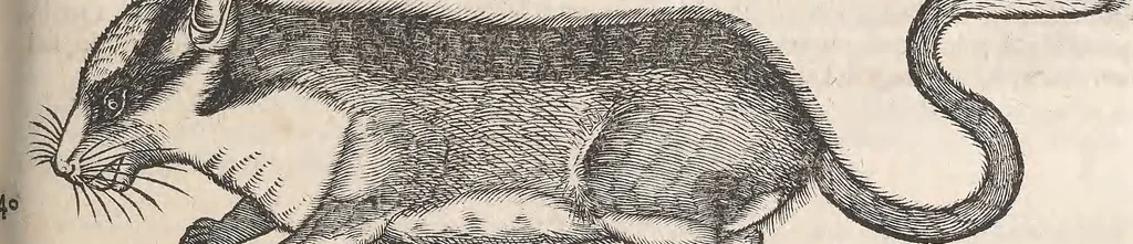 An illustration from Conradi Gesneri medici Tigurini Historiæ animalium Lib. I. de quadrupedibus uiuiparis : opus philosophis, medicis, grammaticis, philologis, poëtis, & omnibus rerum linguarumq́; uariarum studiosis, utilissimum simul iucundissimumq́; futurum .., 1551, leaf 876