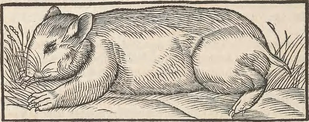 An illustration from Conradi Gesneri medici Tigurini Historiæ animalium Lib. I. de quadrupedibus uiuiparis : opus philosophis, medicis, grammaticis, philologis, poëtis, & omnibus rerum linguarumq́; uariarum studiosis, utilissimum simul iucundissimumq́; futurum .., 1551, leaf 879