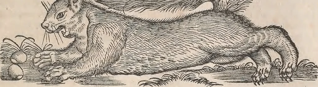 An illustration from Conradi Gesneri medici Tigurini Historiæ animalium Lib. I. de quadrupedibus uiuiparis : opus philosophis, medicis, grammaticis, philologis, poëtis, & omnibus rerum linguarumq́; uariarum studiosis, utilissimum simul iucundissimumq́; futurum .., 1551, leaf 882