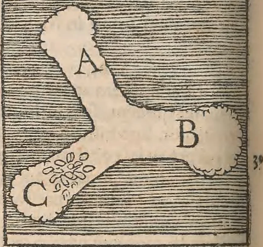 An illustration from Conradi Gesneri medici Tigurini Historiæ animalium Lib. I. de quadrupedibus uiuiparis : opus philosophis, medicis, grammaticis, philologis, poëtis, & omnibus rerum linguarumq́; uariarum studiosis, utilissimum simul iucundissimumq́; futurum .., 1551, leaf 885