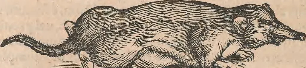 An illustration from Conradi Gesneri medici Tigurini Historiæ animalium Lib. I. de quadrupedibus uiuiparis : opus philosophis, medicis, grammaticis, philologis, poëtis, & omnibus rerum linguarumq́; uariarum studiosis, utilissimum simul iucundissimumq́; futurum .., 1551, leaf 887