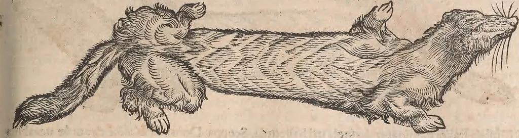 An illustration from Conradi Gesneri medici Tigurini Historiæ animalium Lib. I. de quadrupedibus uiuiparis : opus philosophis, medicis, grammaticis, philologis, poëtis, & omnibus rerum linguarumq́; uariarum studiosis, utilissimum simul iucundissimumq́; futurum .., 1551, leaf 894