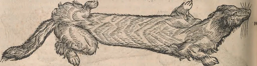 An illustration from Conradi Gesneri medici Tigurini Historiæ animalium Lib. I. de quadrupedibus uiuiparis : opus philosophis, medicis, grammaticis, philologis, poëtis, & omnibus rerum linguarumq́; uariarum studiosis, utilissimum simul iucundissimumq́; futurum .., 1551, leaf 895