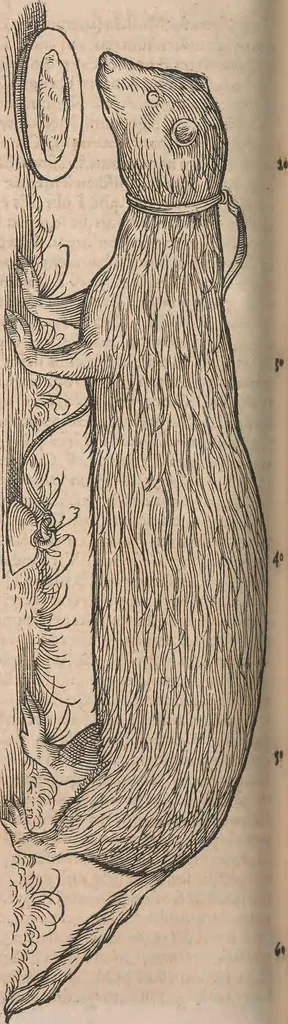 An illustration from Conradi Gesneri medici Tigurini Historiæ animalium Lib. I. de quadrupedibus uiuiparis : opus philosophis, medicis, grammaticis, philologis, poëtis, & omnibus rerum linguarumq́; uariarum studiosis, utilissimum simul iucundissimumq́; futurum .., 1551, leaf 905