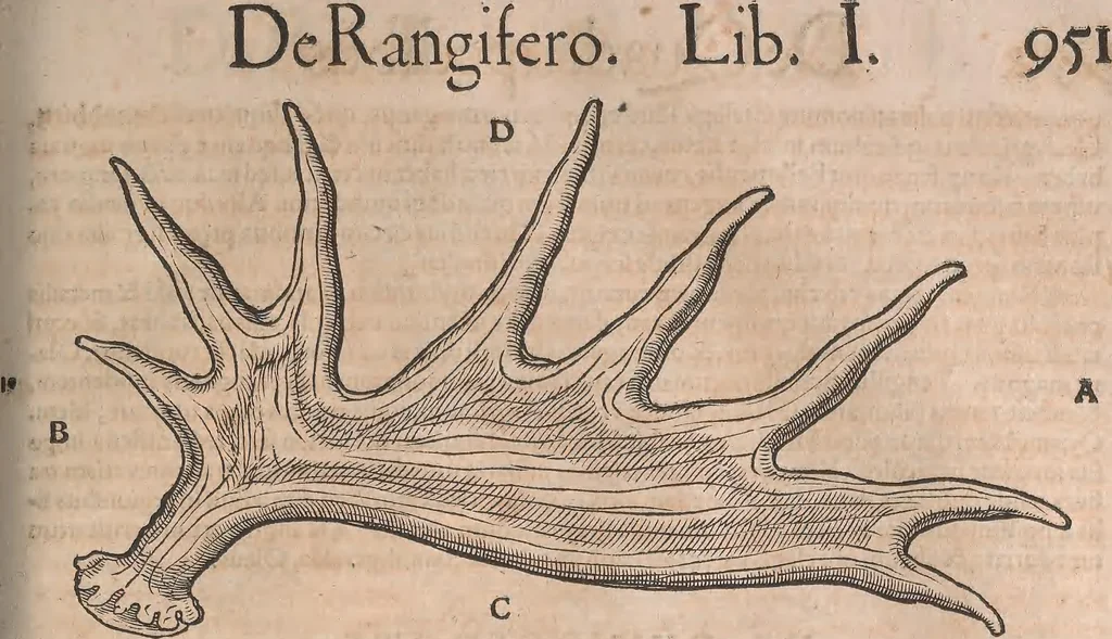 An illustration from Conradi Gesneri medici Tigurini Historiæ animalium Lib. I. de quadrupedibus uiuiparis : opus philosophis, medicis, grammaticis, philologis, poëtis, & omnibus rerum linguarumq́; uariarum studiosis, utilissimum simul iucundissimumq́; futurum .., 1551, leaf 994